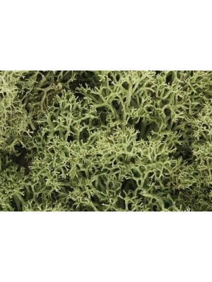 Licheni verde primavara, 136gr